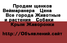 Продам щенков Веймаранера › Цена ­ 30 - Все города Животные и растения » Собаки   . Крым,Жаворонки